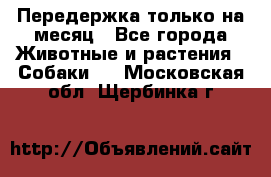 Передержка только на месяц - Все города Животные и растения » Собаки   . Московская обл.,Щербинка г.